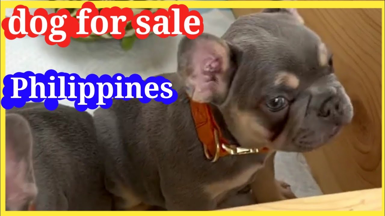 dog for sale in philippines / dogs for sale in the philippines