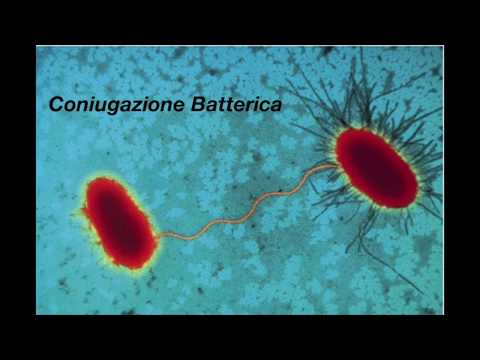 Video: PanACEA: Uno Strumento Bioinformatico Per L'esplorazione E La Visualizzazione Dei Pan-cromosomi Batterici