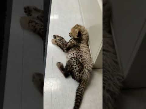 Wideo: Pet Scoop: Splatana kobieta ponownie połączona z uciekającym kotem, Puppy pociesza Cheetah Cub