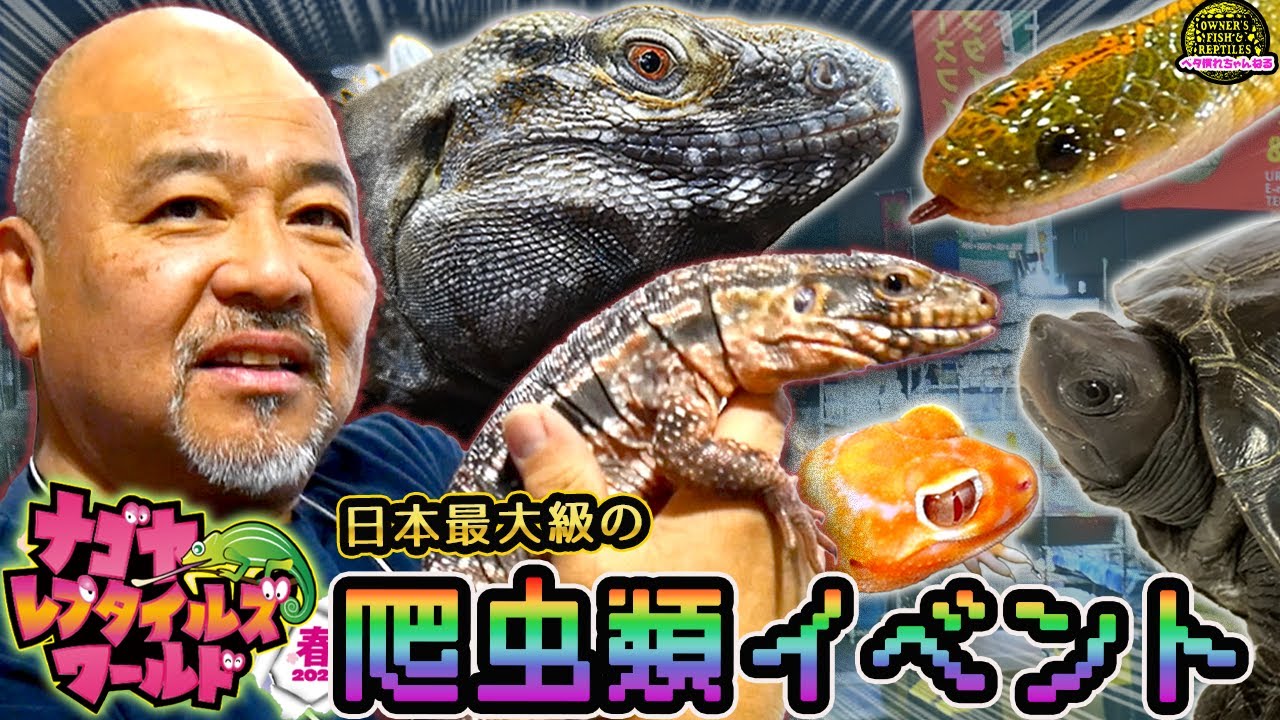 【大公開】ナゴレプ2024に参加しました【ナゴヤレプタイルズワールド】