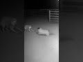 Wolf or Wild Dog? Mysterious Predator Caught on Camera 🐺😱 #Shorts #WolfSighting #WildlifeCaught