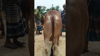 গরুর ভিডিও gorur video গরু guru goru guru tiktok cow video hamba