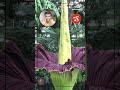 World biggest flowers - Part 3 🌸🪷🌺#shorts #worldbiggest #flowers #nammaveetunoolagam #ashokkumar