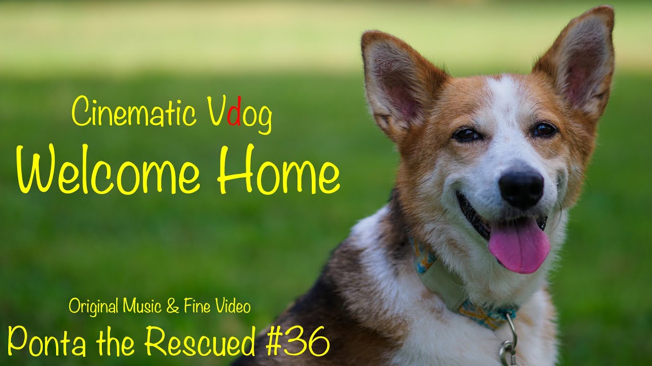 再会 4週間入院していたママと再会する雑種犬 Cinematic Vlog Welcome Home Ponta The Rescued 36 元保護犬ぽんた Youtube