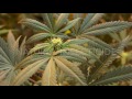 From Seed To Harvest. NATURAL INSECTICIDE