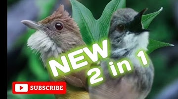 Cucak Jenggot Feat Ciblek kristal. Masteran Murai Batu #masteranburung #muraibatu #cucakjenggot