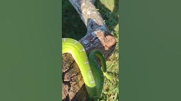 Emerald green Tree boa handling tips and tricks outside getting UV rays ☀️.💯🐍