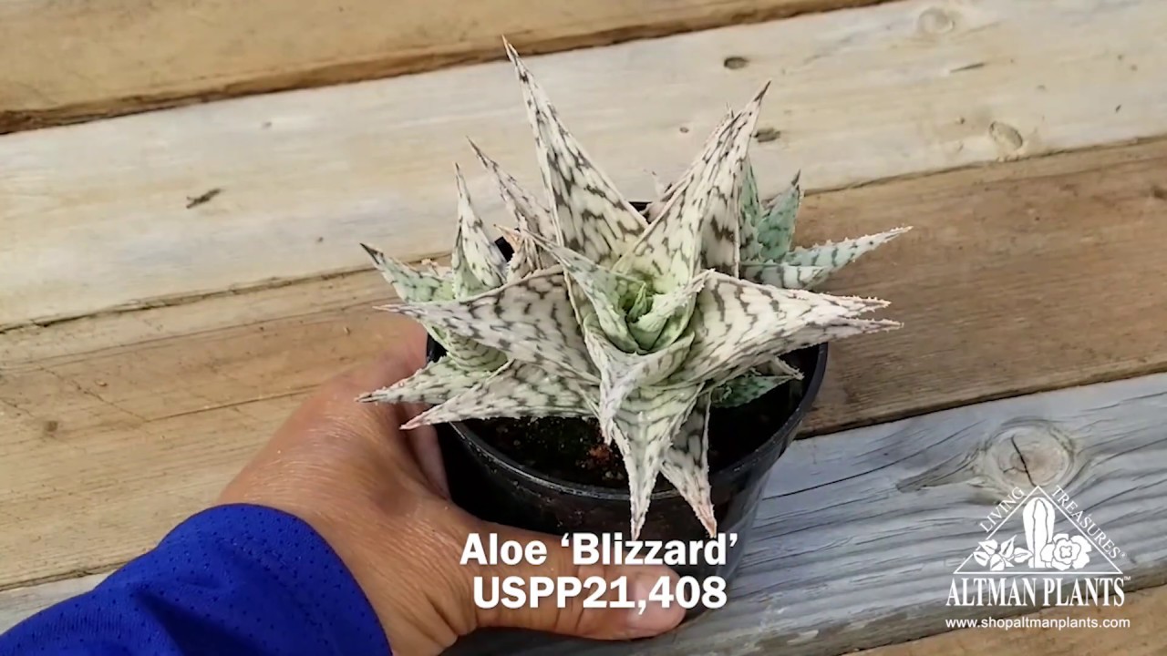 Quick peek: Aloe 'Blizzard'