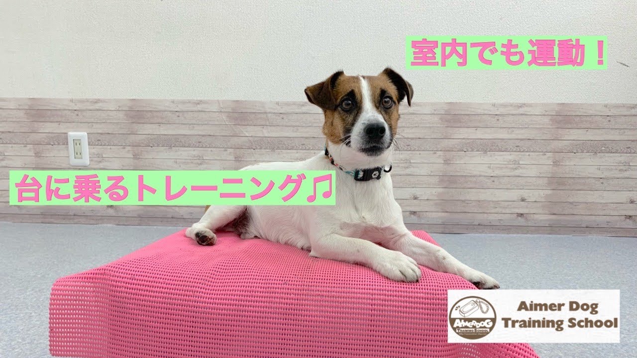 犬との遊び 台に乗る トレーニング ドッグトリック しつけ Youtube