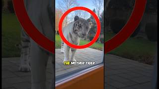 A Tiger Broke In...then This Happened