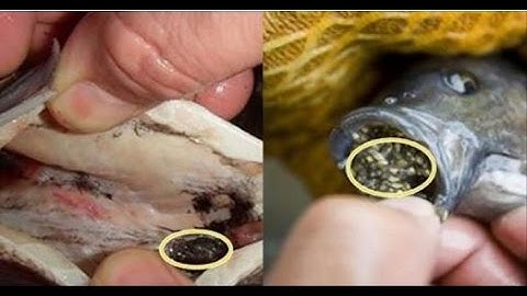 Bạn nên ngừng ăn CÁ RÔ PHI nuôi ngay hôm nay nếu không muốn chết sớm