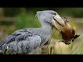 SHOEBILL An Amazing Bird Video Compilation