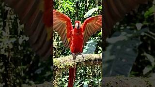 parrot dance animal dance#😱😱 #anime #parrotlover #shorts