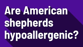 Are American shepherds hypoallergenic? Are Australian Shepherds Hypoallergenic