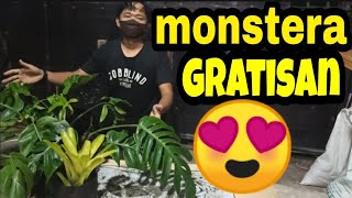 🔴Memindahkan monstera ekor naga dari hutan ke pot | tanaman hias yang lagi naik daun | tanaman mahal