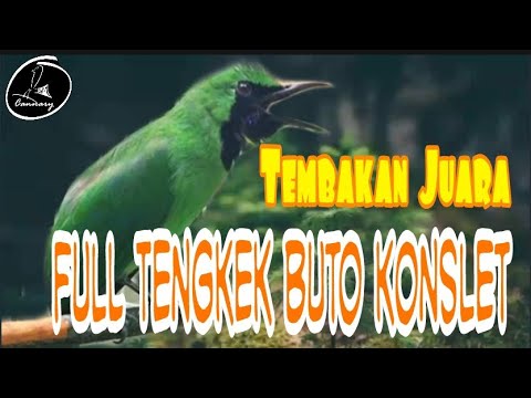 Auto Juara Masteran Cucak Ijo Full Isian Tembakan Tengkek Buto Konslet