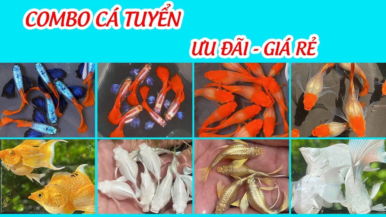 Cập nhật Guppy và Molly cuối tháng 11, Combo hàng tuyển chọn, giá rẻ đang có tại trại