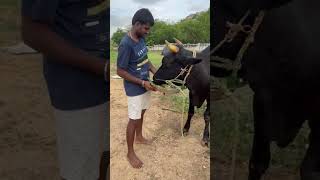 Feeding Cow With Love