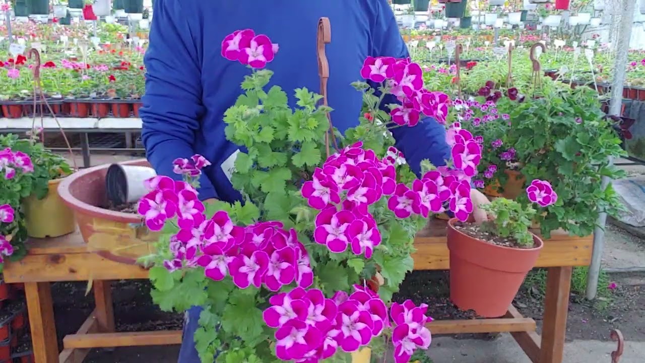 리갈 제라늄 어떻게 하면 잘 키울까