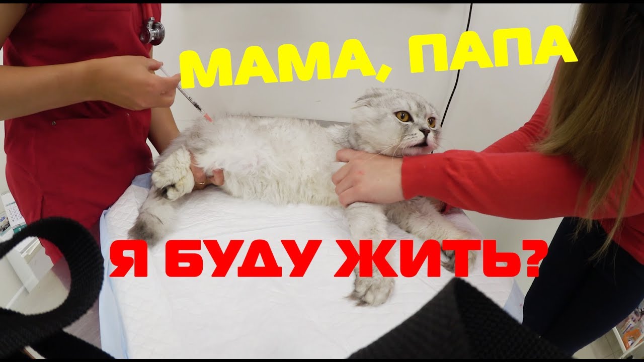 Ляпоте тв — ImgHub.ru