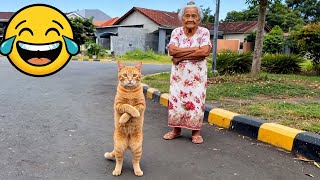 Cats & Dogs Acting Like Humans! Ultimate Funny Animal Compilation #funnydogs #funnycats #funnypets