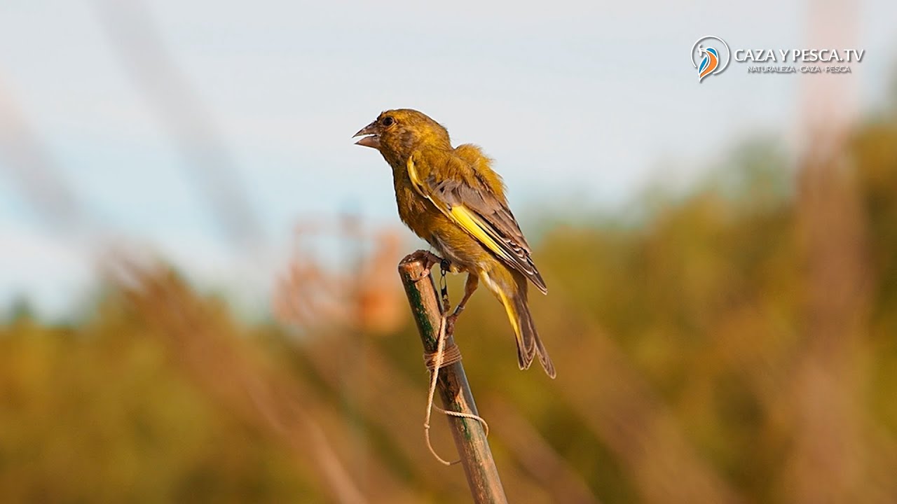 【 𝐒𝐈𝐋𝐕𝐄𝐒𝐓𝐑𝐈𝐒𝐌𝐎 𝟐𝟎𝟐𝟑 】SILVESTRISMO más allá de la afición, Documental