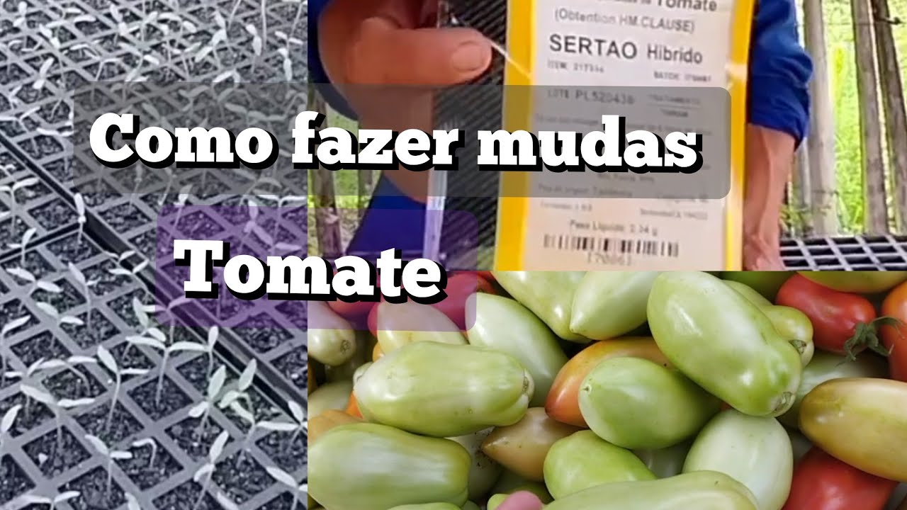 como fazer mudas de tomate forma profissional