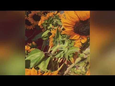 RHEEHAB  -  like a sunflower (feat. YAYYOUNG) (prod. by OPO)