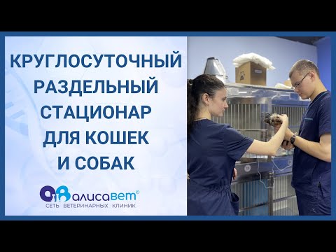 Стационар для кошек и собак