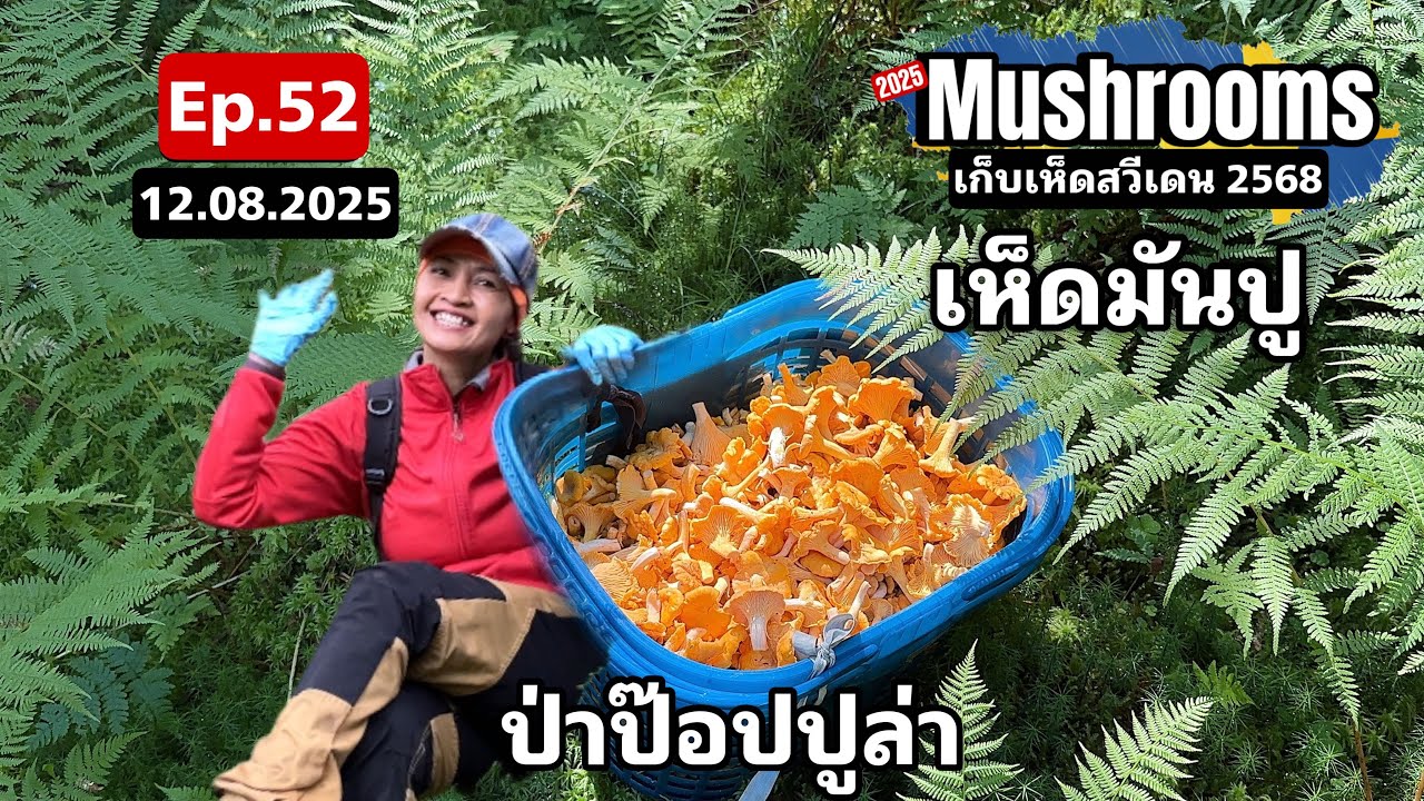 Ep.52 (12ส.ค.68) ป่าป๊อปปูล่า ใครๆก็มา เราเองก็ไม่พลาด ป่าสวย เห็ดสวย อัปเดทราคาเห็ดล่าสุด