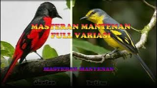 Masteran Mantenan Full Variasi