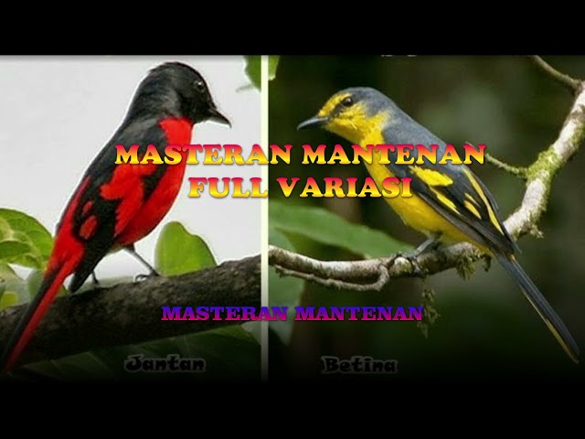 Masteran Mantenan Full Variasi class=