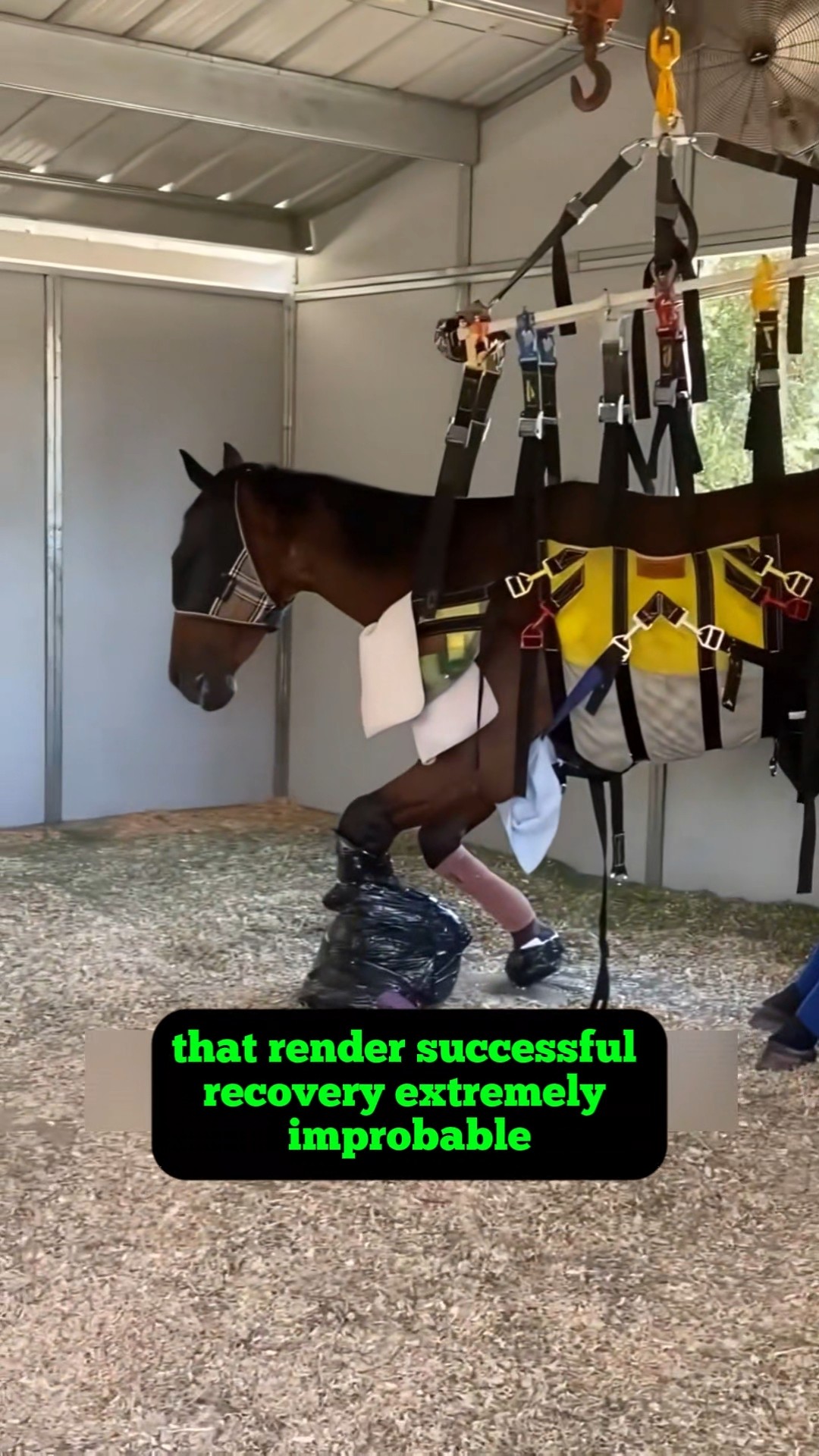 Why Can't We Just Fix a Horse's Broken Leg 🐴💔 #horse - YouTube