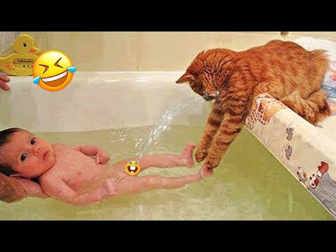 Cuando tu gato tonto se convierte en tu mejor amigo 😸😸 | Videos divertidos de gatos y perros