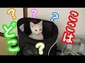 新居にお引越し！！猫たちの反応は？