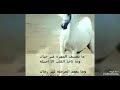 يا صاحبي قلي وشفيك عسا خير