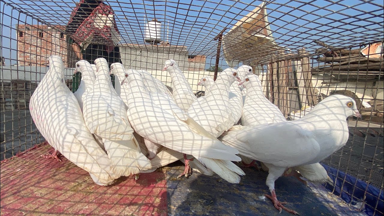 5 ਬੱਚੇ ਸੇਲ 🕊️ਜਿਹੜੇ ਵੀਰ ਨੇ ਲੈਣੇ ਹੋਣ 📞ਸੰਪਰਕ ਕਰੇ 200% ਗਰੰਟੀ ਨਾਲ 👈🏻 ☎️ 7717268759 🟰#pigeon #pigeonsale