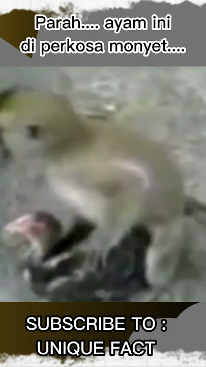 Parah....ayam ini diperkosa monyet...., #shorts