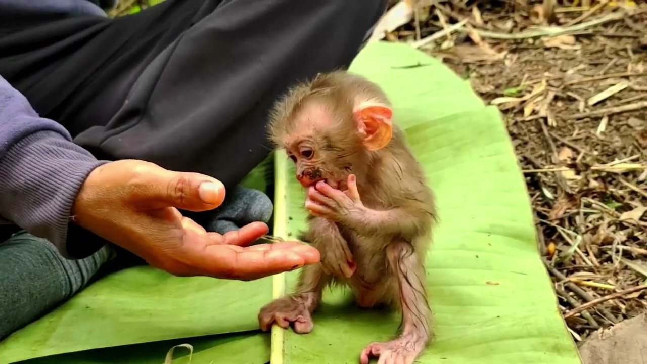 This poor monkey just got up from playing in the water my mom  is giving milk to the baby monkey