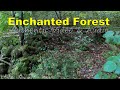 Enchanted Forest!?🌲🏃‍♂‍🌳🚶‍♂‍🌲[Authentic Video and Audio][Haunted][Paranormal][Halloween][Ghost]