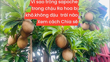 Vì sao trồng sapoche trong chậu ra hoa bị khô không đậu trái?chia sẻ để biết cách chăm sóc..