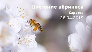 Цветение абрикоса. Саратов. 26.04.2019