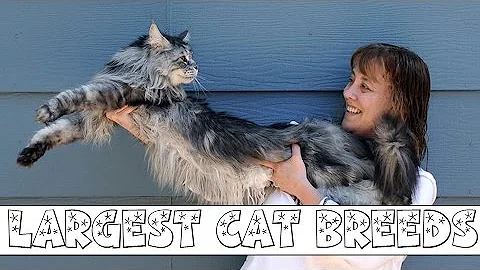 Video 4131041: siberian cat norwegian forest, coon norwegian forest cat, british shorthair cat coon, maine coon norwegian forest, savannah chausie, ragamuffin cat, domestic cat breed