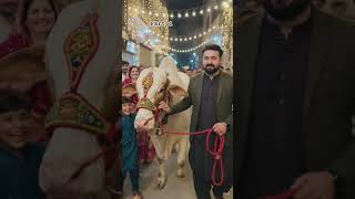 Mandi Ka Sab Se Bada Bail Aa Gaya! 🐂✨ #Qurbani2026