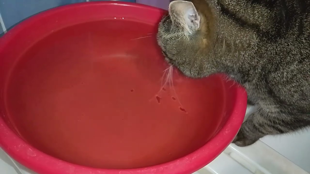 МЫШКА ЗАИГРЫВАЕТ!😺🙀ТИХО САМ С СОБОЮ...👀🥰
