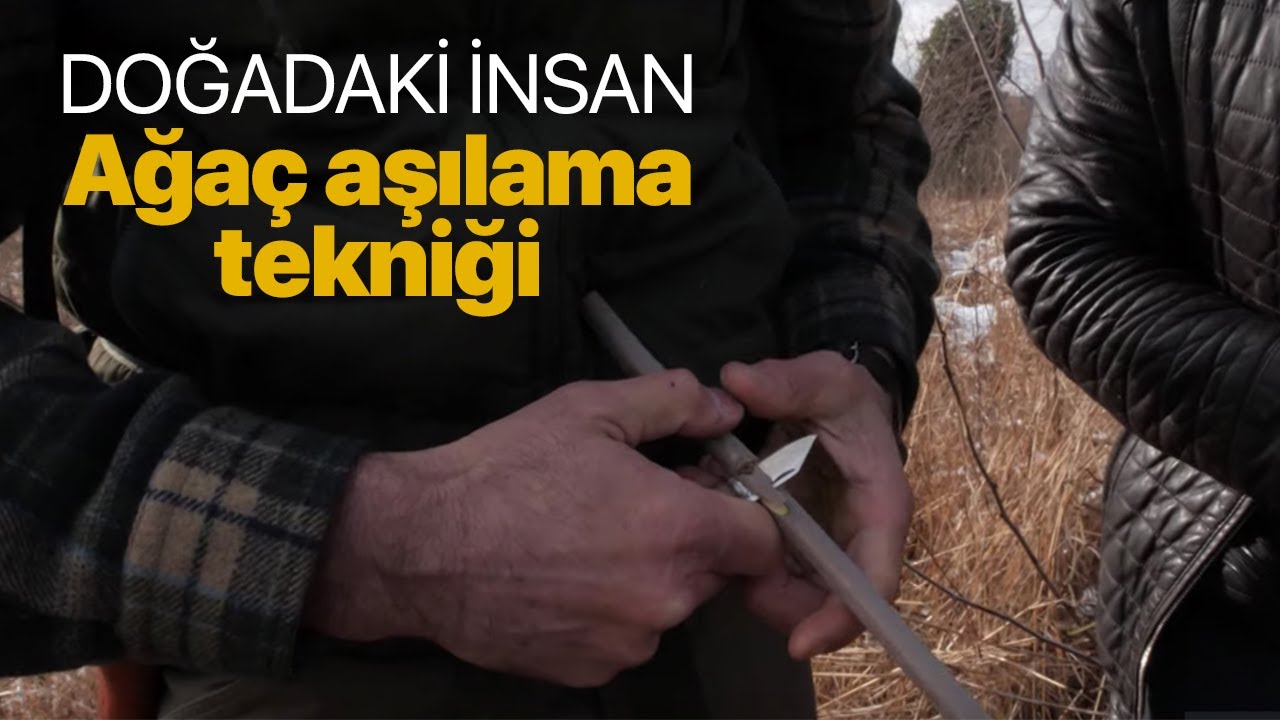 Doğadaki İnsan - Ağaç aşılama