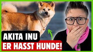 Akita Inu: Der UNVERTRÄGLICHSTE Hund von 96 Rassen