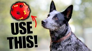 Stop Food Training: How to Calm a Reactive Dog Fast