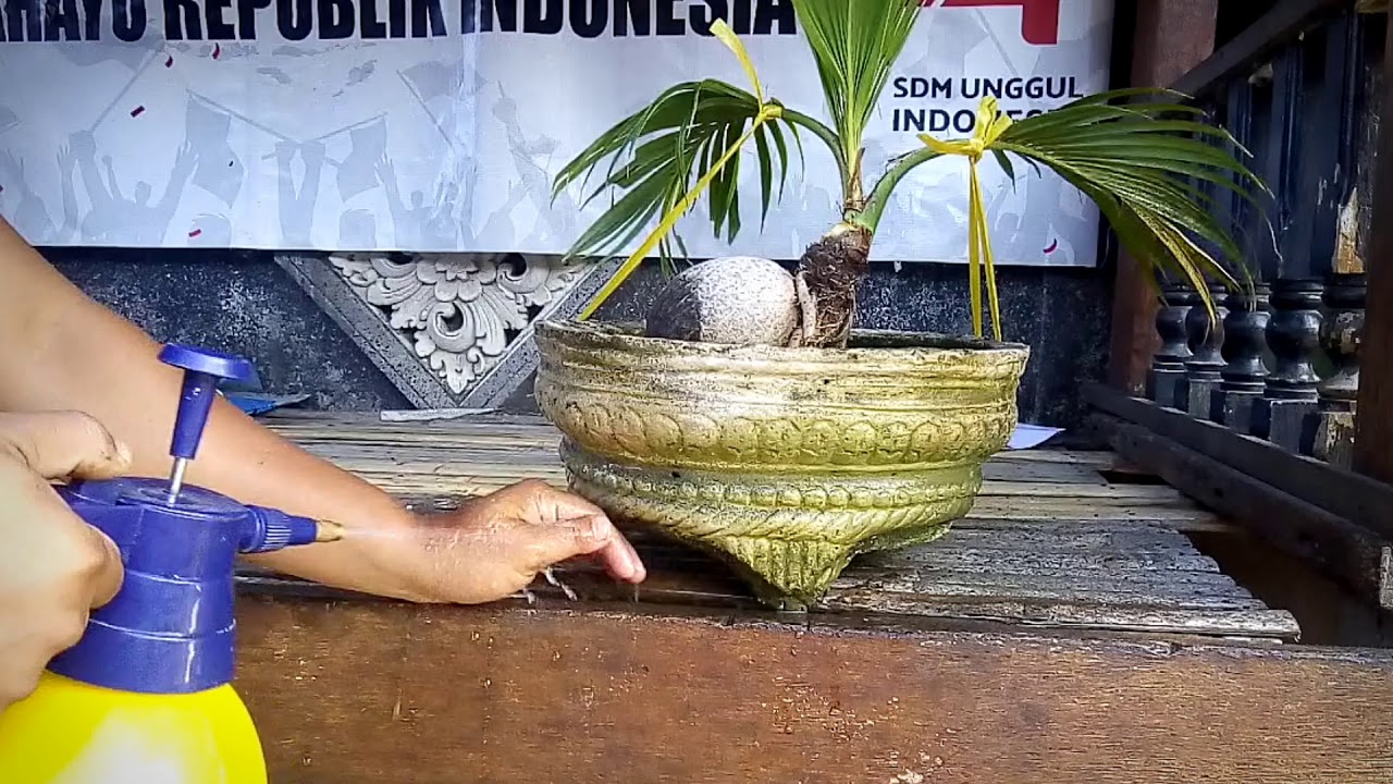  Bonsai  kelapa gosok pot  YouTube