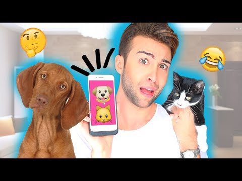 Video: Come si chiama l'app per animali domestici cloud?